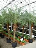 Eigenschaften Terrapalme  / Phoenix roebelinii - Zwerg-Dattelpalme Topfbreite 30 cm / Pflanzenhöhe 110 cm mit Topf / Stamm