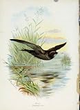 Familiar Wild Birds Antique C1883 Swift Color Old Print