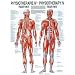 Sports : Anatomisches Poster Triggerpunkte, 70x50 cm