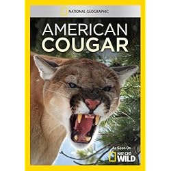 American Cougar