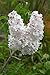 Krasavitsa Moskvy Lilac - Syringa - Beauty of Moscow - 4