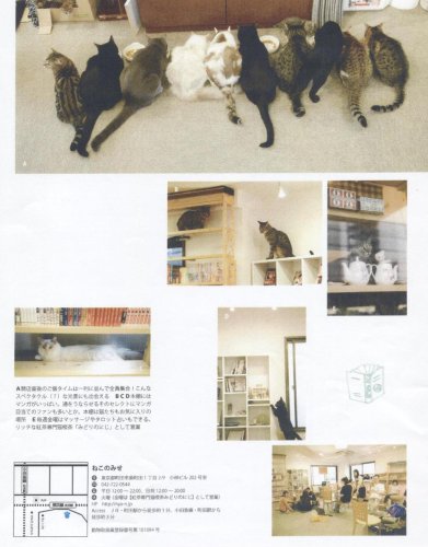 Cover image : 猫カフェ