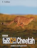 Big Cat Diary: Cheetah (Big Cat Diary)