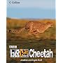 Big Cat Diary: Cheetah (Big Cat Diary)