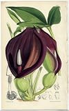 51Ir4E2dqWL. SL160  Antique 1875 Curtis Botanical Print   Typhonium Brownii