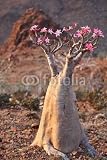 Wallmonkeys Peel and Stick Wall Decals - Bottle Tree - Adenium Obesum Endemic Tree of Socotra Island - Removable Graphic