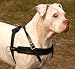 Dean & Tyler Dog Harness Large - Black - Handmade - Soft Premium Leather - Pull Dog Harness - Felt Padded Inside - Made in Europe!!!