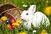 Easter - Easter Bunny with Easter Eggs on Grass - 60W x 40H - Peel and Stick Wall Decal by Wallmonkeys