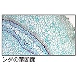 アーテック コケ・シダの生活プレパラート 94732