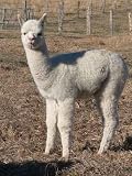 Cuteness on Four Legs - 24