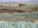 Agave Fields Near Guadalajara Art Photographic Poster Print by Uros Ravbar, 16x12