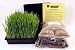 Dog & Cat Wheatgrass Growing Kit for Pet - Dogs Cats & Pets Love To Eat Wheat Grass for Better Health