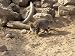 Blanfords Fox, S. Negev, Israel Photographic Poster Print by Eyal Bartov, 16x12