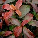 Cardinal Candy Viburnum Shrub - Very Hardy/Showy - Proven Winners