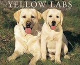 : Just Yellow Labs 2009 Calendar