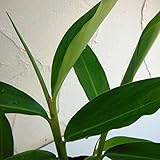 ゲットウ（月桃）4号ポット