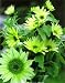 Green Ice Sunflower - 25 Seeds