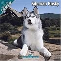 Siberian Husky 2010 Wall Calendar #10073-10