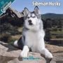 Siberian Husky 2010 Wall Calendar #10073-10