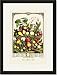 Black Framed/Matted Print 17x23, Large Array of Fruits