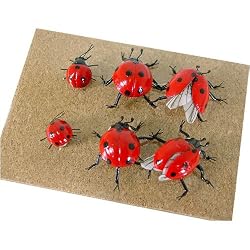 Ladybug Magnets, Set of 6 Lifelike Magnets
