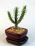Mars Cactus Bonsai Tree with Saucer - Easy to Grow