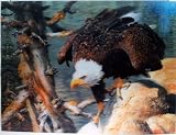 3D Lenticular Stereoscopic Print Paint Picture - Bald Eagle in Wilderness