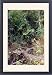 Framed Prints of WAT-10612 Betel Palm from Ardea Wildlife Pets