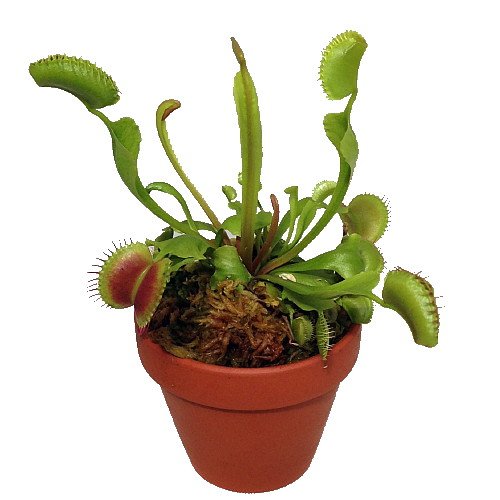 Venus Fly Trap Plant - CARNIVOROUS - Dionaea - 3 Venus Fly Trap Plant - CARNIVOROUS - Dionaea - 3