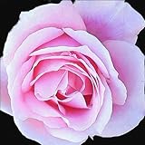 0010760 Canvas Art for Wall Decor - Texturized Giclee painting 