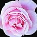 0010760 Canvas Art for Wall Decor - Texturized Giclee painting 