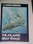 The Atlantic Gray Whale (Gone Forever)