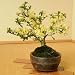 贈り物にオススメ盆栽:白花長寿梅: 樹種:白花長寿梅撮影日: 4月樹高:約12cm 鉢径:約12cmお誕生日や還暦のお祝など色々な贈り物にどうぞ!送料無料!普通の長寿梅は赤ですが、これは白花です。 落葉樹(年に数回葉が黄色っぽくなって落葉しま...