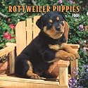 Rottweiler Puppies 2008 Mini Wall Calendar (German, French, Spanish and English Edition)