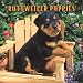 Rottweiler Puppies 2008 Mini Wall Calendar