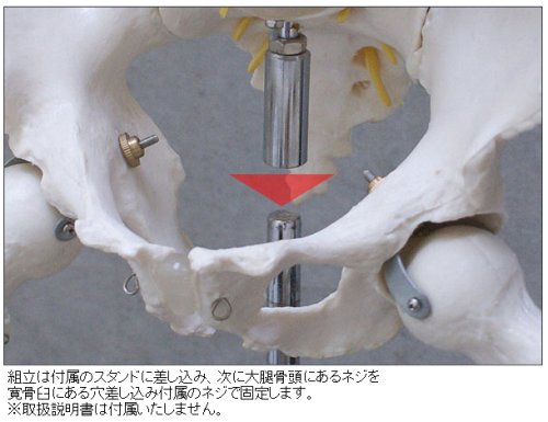 Cover image : 人体骨格模型 (骨しかないんですけど...) a04179 21364