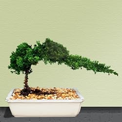 Bonsai Boy's Juniper Bonsai Tree