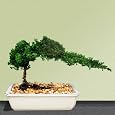 Bonsai Boy`s Juniper Bonsai Tree