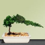 Bonsai Boys