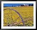 Daffodil Farm in Willamette Valley, Oregon, USA Framed Art Poster Print by Janis Miglavs, 49x39