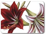 SET OF 6 MIXED LUXURY AMARYLLIS CORK BACKED COASTERS