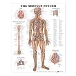 The Nervous System Anatomical Chart