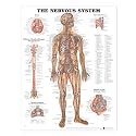 The Nervous System