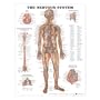 The Nervous System Anatomical Chart