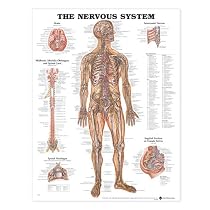 The Nervous System