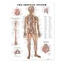 The Nervous System