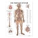The Nervous System