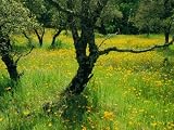 51IyVlBNWML. SL160  California Poppies Growing Among Oak Trees Photographic Poster Print by Phil Schermeister, 24x18