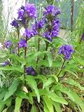 Eigenschaften Dachstauden  / Campanula glomerata - Knaeuelglockenblume