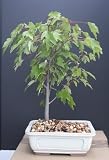 Maple Bonsai Tree by Sheryls Shop NEW!!
